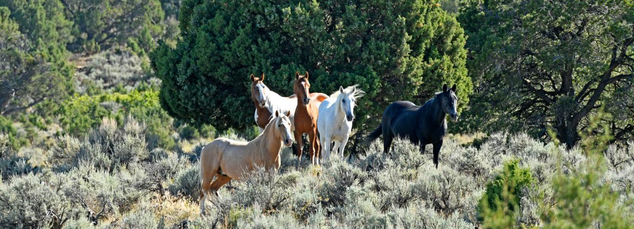 A band of five different colored wild horses stand near each other on the Little Book Cliffs Wild Horse Range Aug. 30, 2024.
