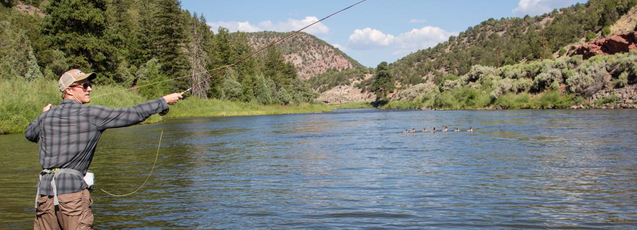 A fly fisherman standing in the Upper Colorado River casts with a fishing rod