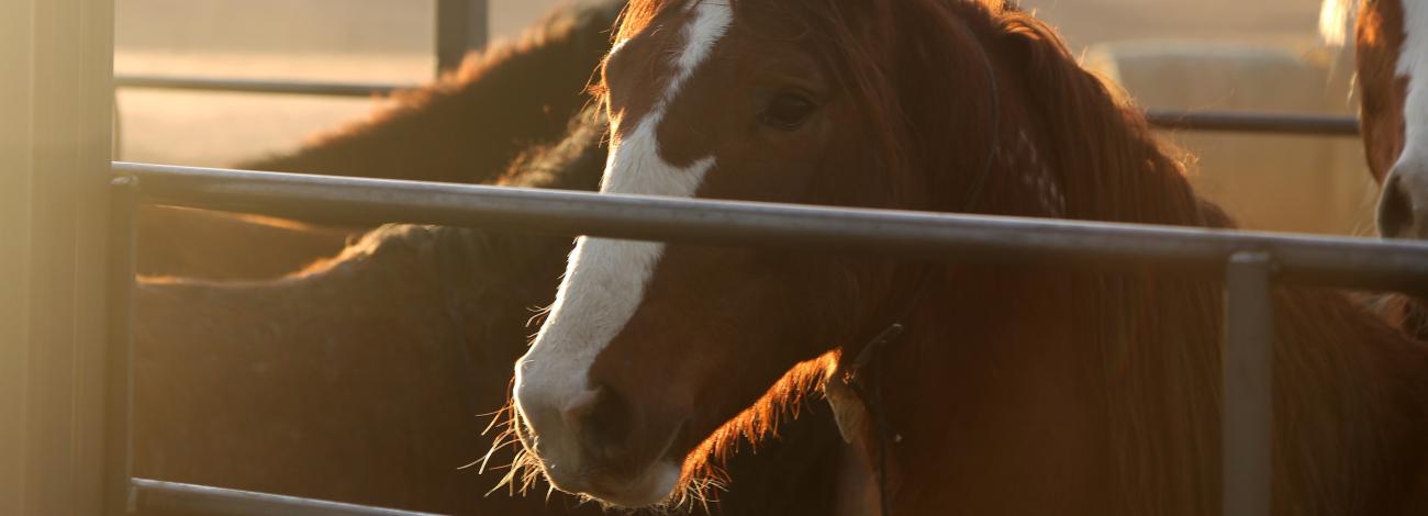 A sorrel horse with white face markings stands behind a metal fence panel with sun shining on its face. 