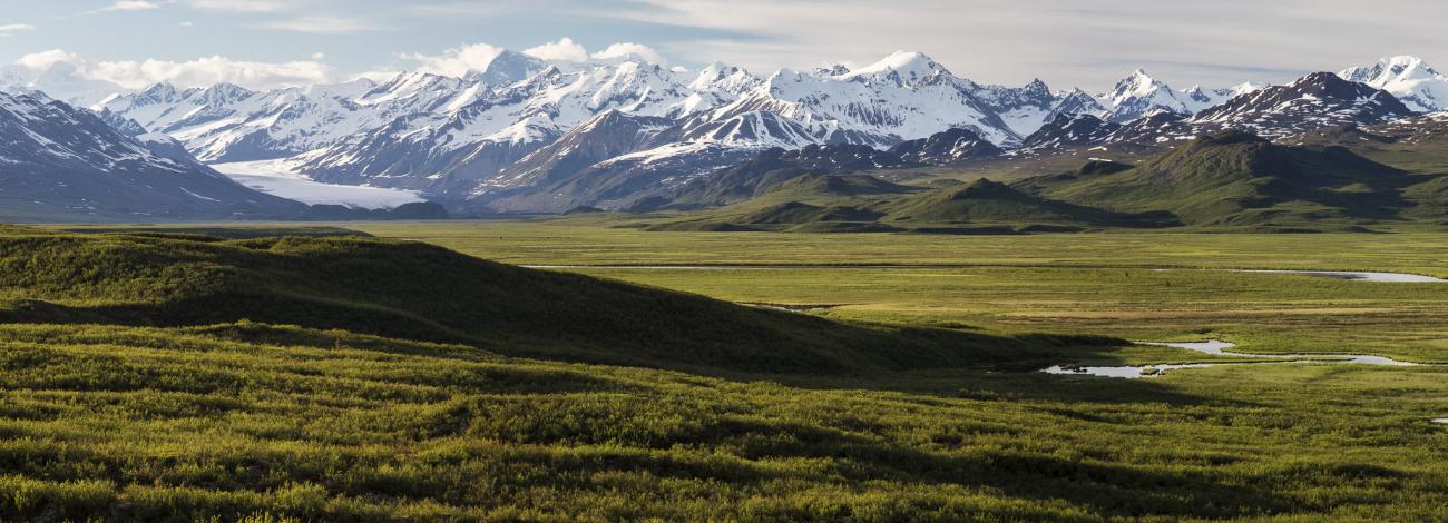 A landscape covered in green grass with snow-covered mountains in the background.