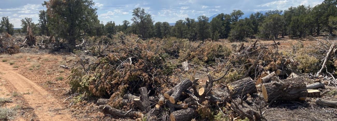 Large logs for firewood are left beside a dirt road for easy pickup.
