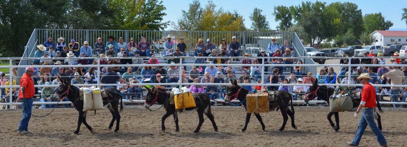 Two men wearing red shirts lead a pack train of four burros in a large corral past a crowd sitting in bleachers.