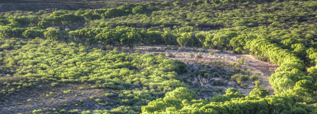 an aerial shot of a grove of trees along a river