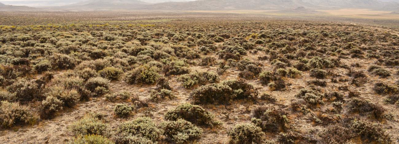 Red Desert by Sam Cox