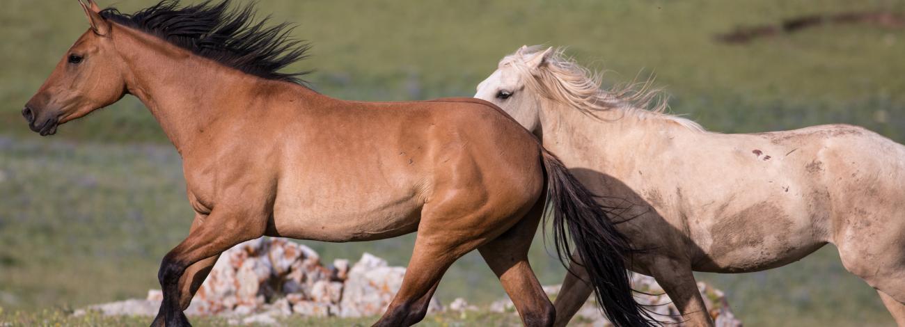 Two horses running across a green field
