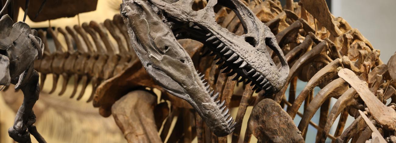 Close up of Allosaurus and Stegosaurus skeletons