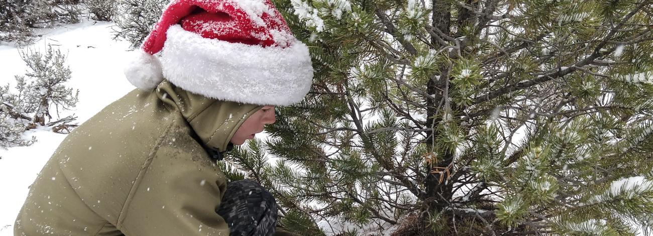 a boy in a Santa hat holds a saw at the base of a pine tree