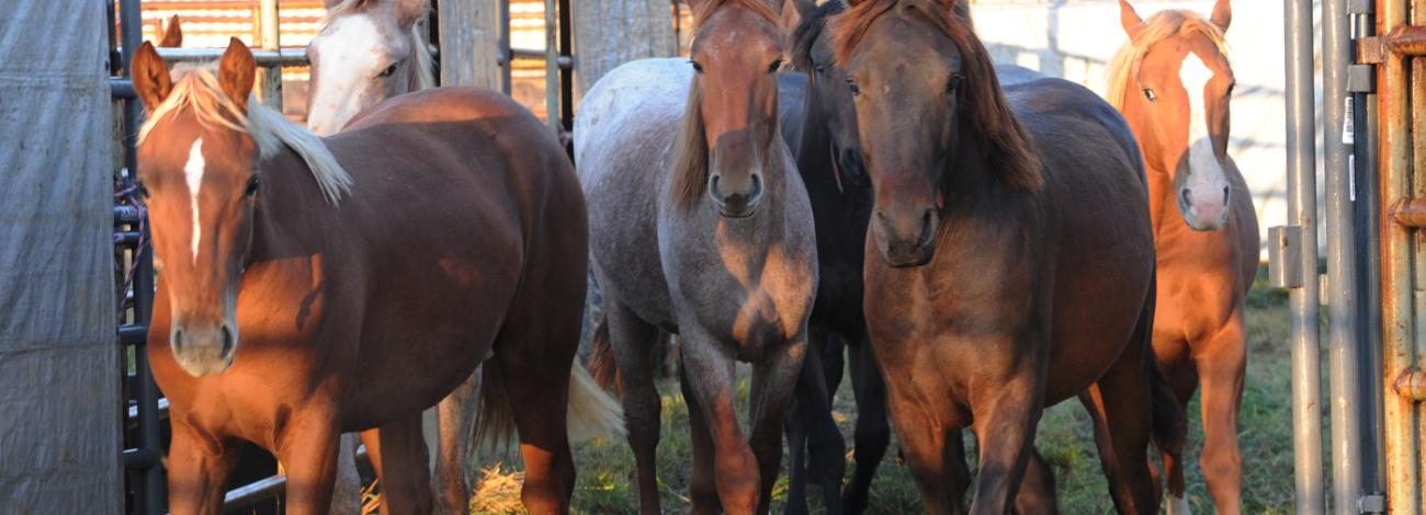 Wild horses running through an alleyway in a corral facility