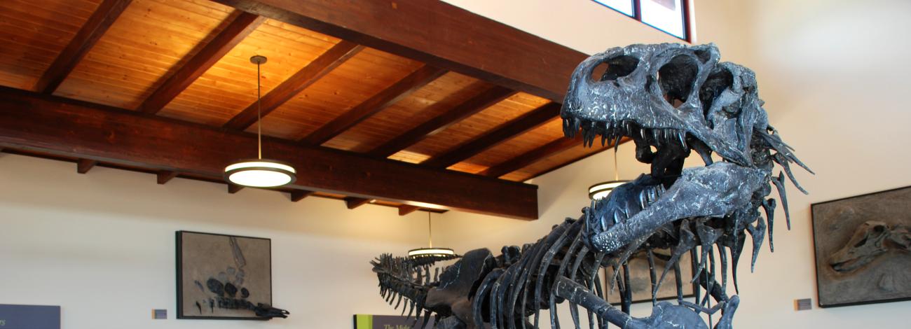 A large dinosaur skeleton displayed in a museum. Three people look into a glass case in the background.
