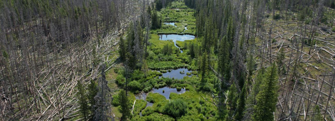a stream area is preserved amidst a wildfire area