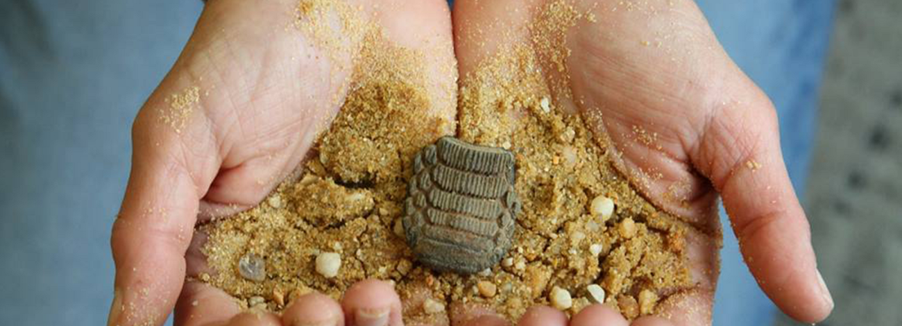 A person holds fossils, rocks, and sand in their hands