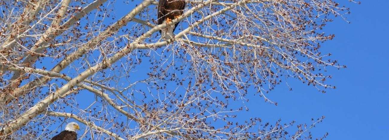 Two Bald eagles in tree in the fall