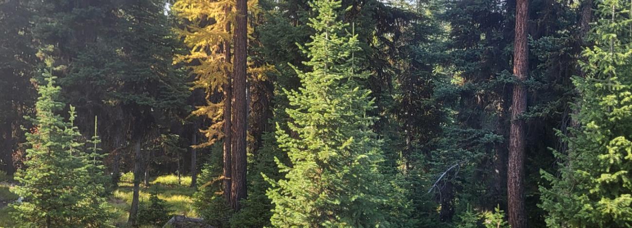 Photo of trees in the forest