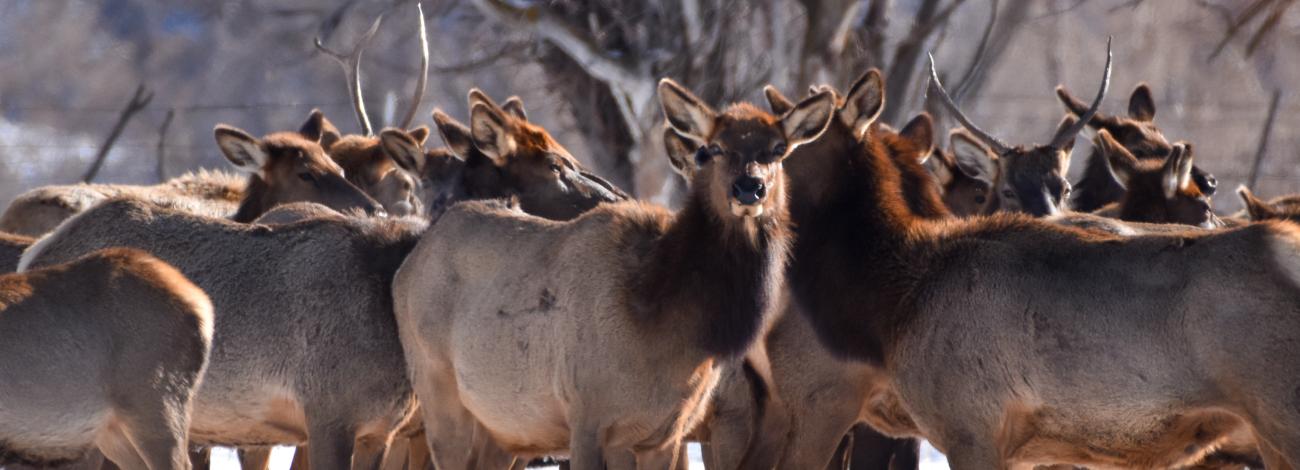 A herd of elk stand in the snow near Grand Mesa, Colorado. 