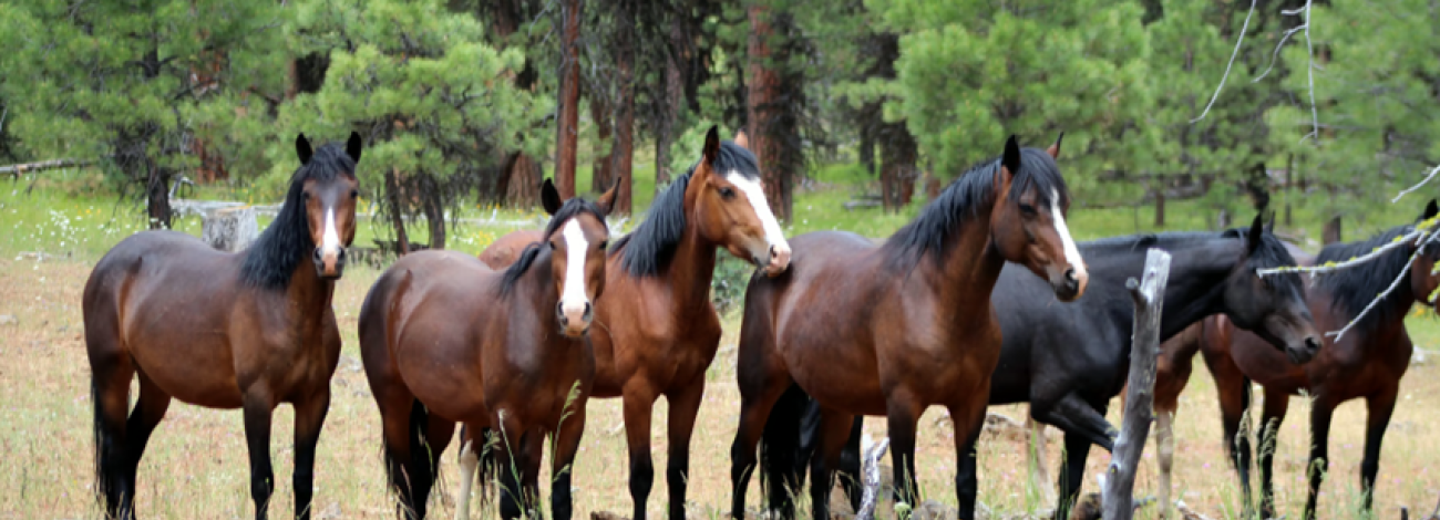 group of dark colored horses standing near trees