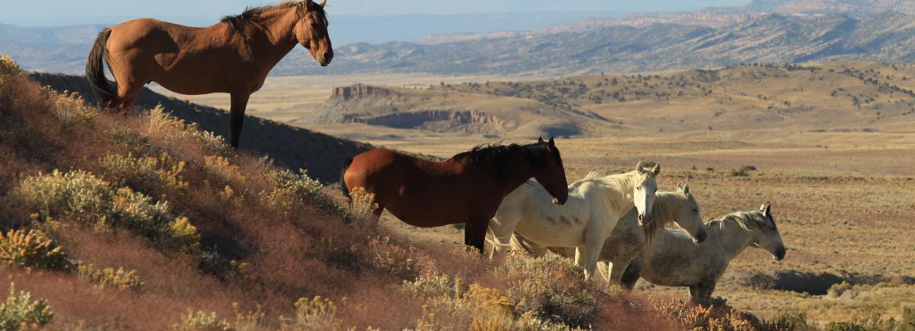 Wild horses in the Spring Creek Basin Herd Management Area. Photo: TJ Holmes
