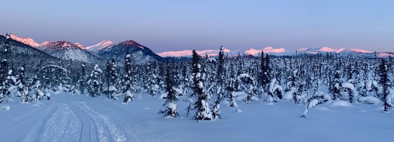 the snowy mountains are lit with alpenglow. The valley below is filled with snow-laden spruce trees. The snowmachine track leads into the woods toward the mountains.