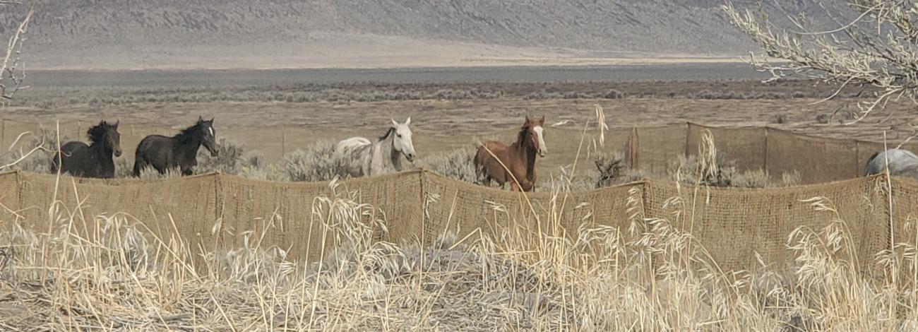 A group of wild horses from the Sheepshead Herd Management Area. Photo taken 10/5/2026