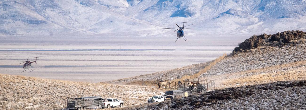 A group of wild horses on public land south of Battle Mountain, Nevada in March 2024. 
