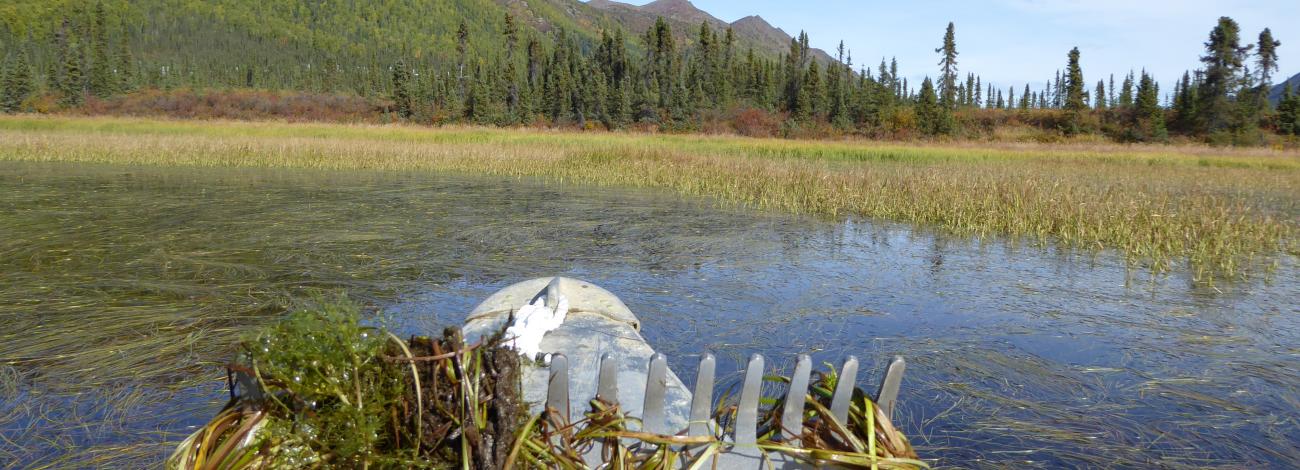 Rake holding invasive Elodea