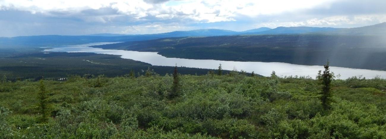 Photo of lake in background surrounded by vegetation.