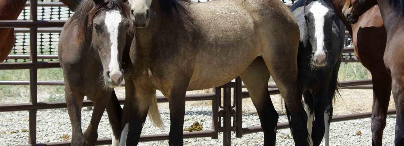 horses in a corral
