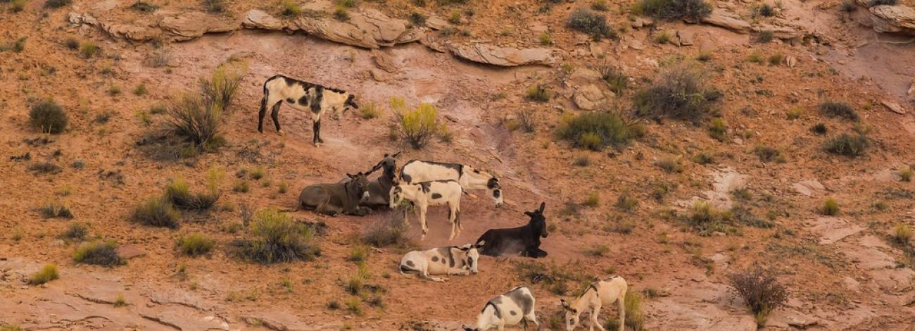 Wild burros lounge in the desert.
