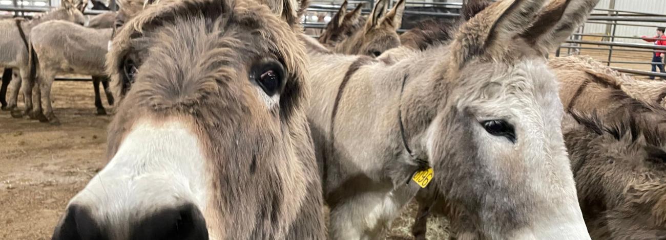 Burros