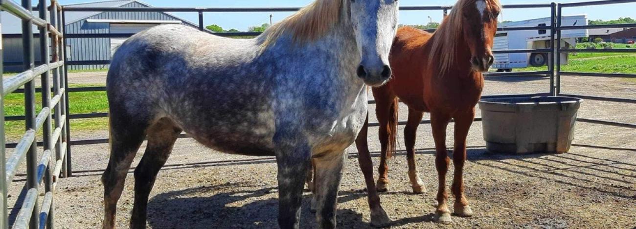 Horses corralled outside