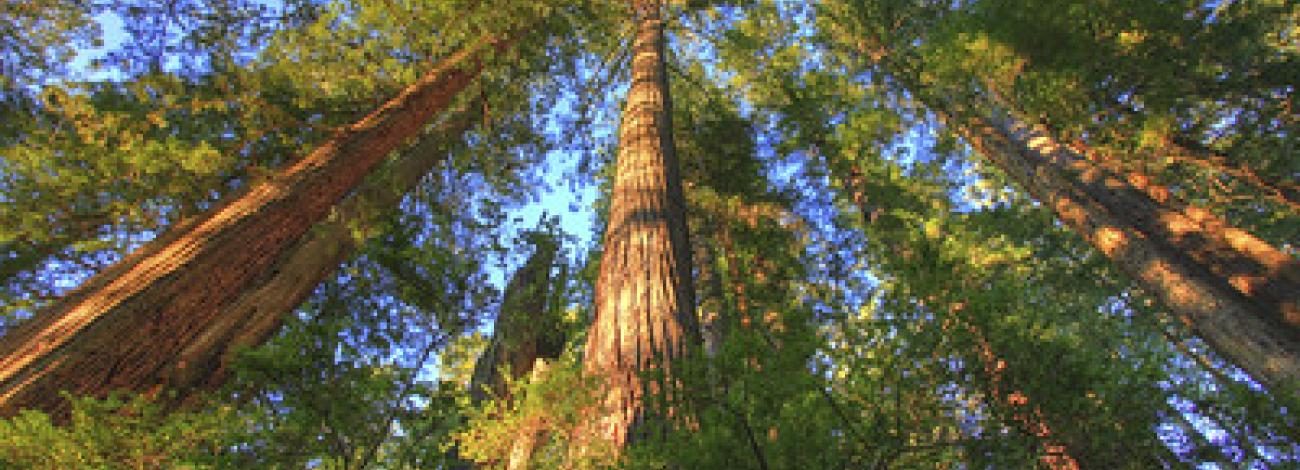 Tall trees stretch up into a blue sky.