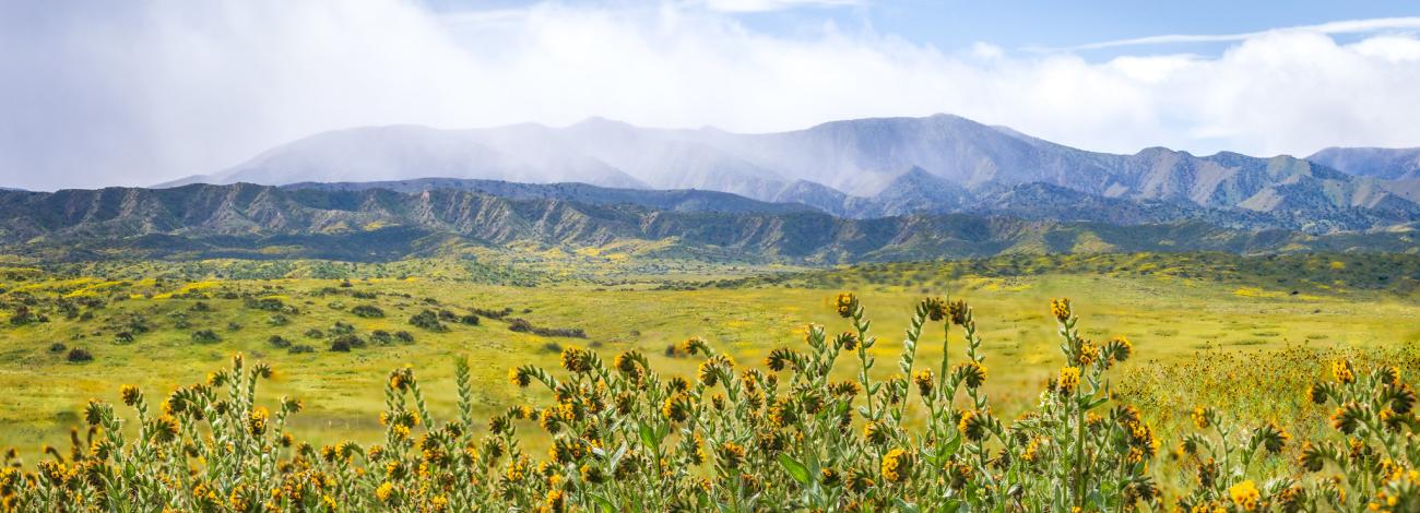 A field of yellow flowers with a storm moving over mountains in the background
