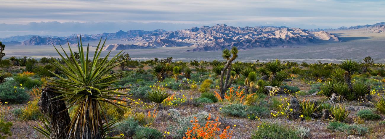 Bright wildflowers and tall Joshua Tree plants with mountains in the background