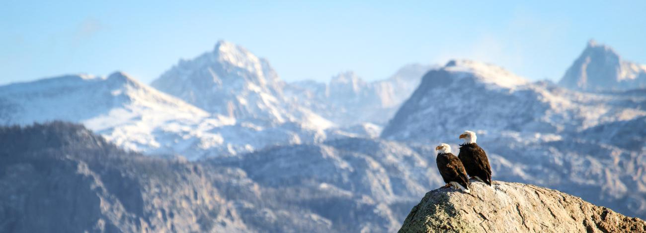 Two Bald eagles in Pinedale WY sitting on rock