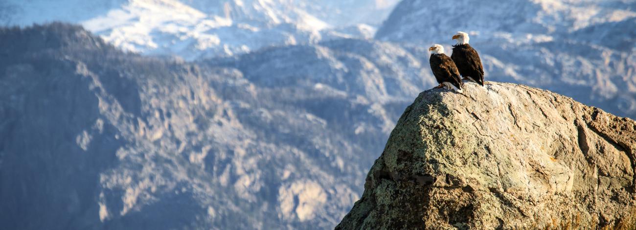 Two Bald eagles in Pinedale WY sitting on rock