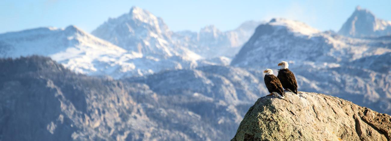 Two Bald eagles in Pinedale WY sitting on rock