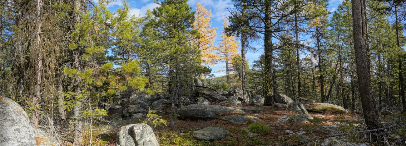 An image of coniferous trees.