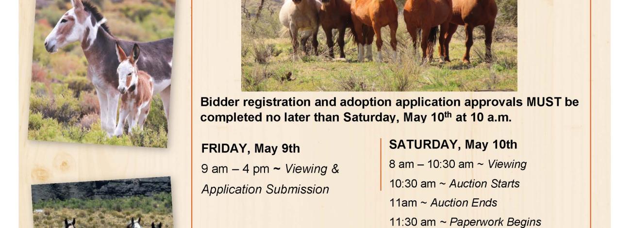 2025 Greeley Wild Horse and Burro Adoption Flyer