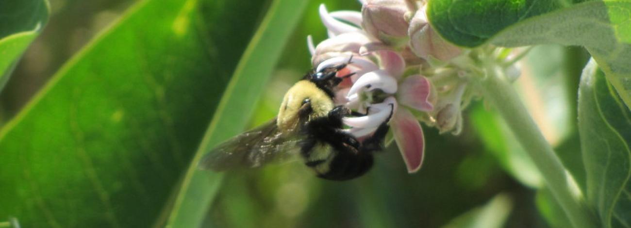 bee close up on flower