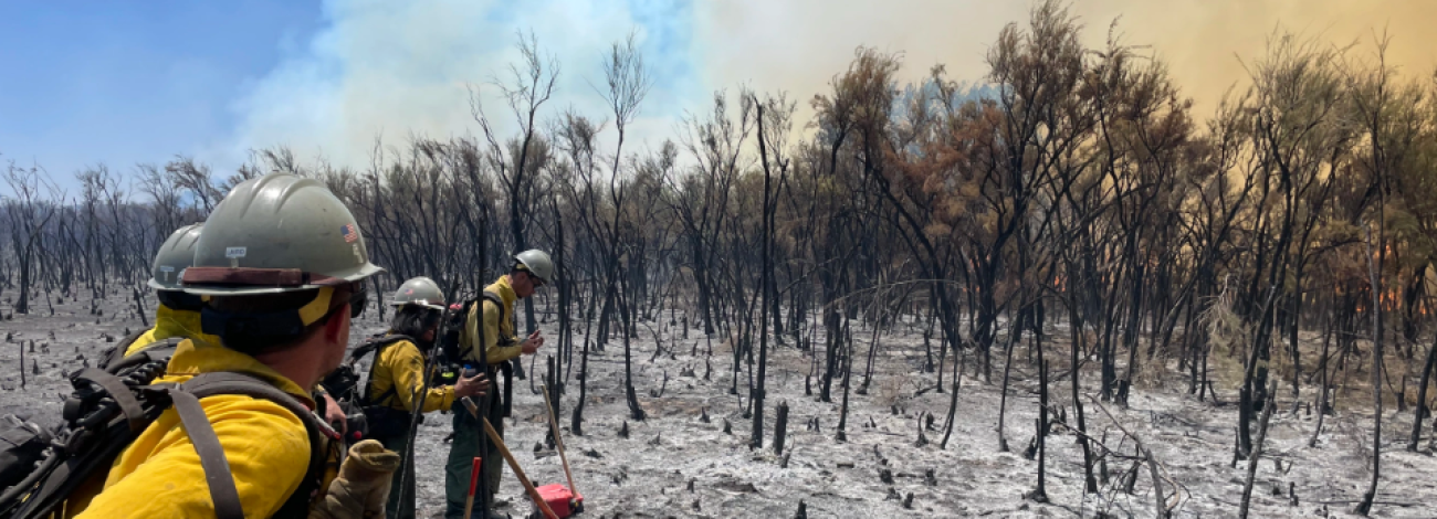 Firefighters stand at the edge of a charred stand of small trees