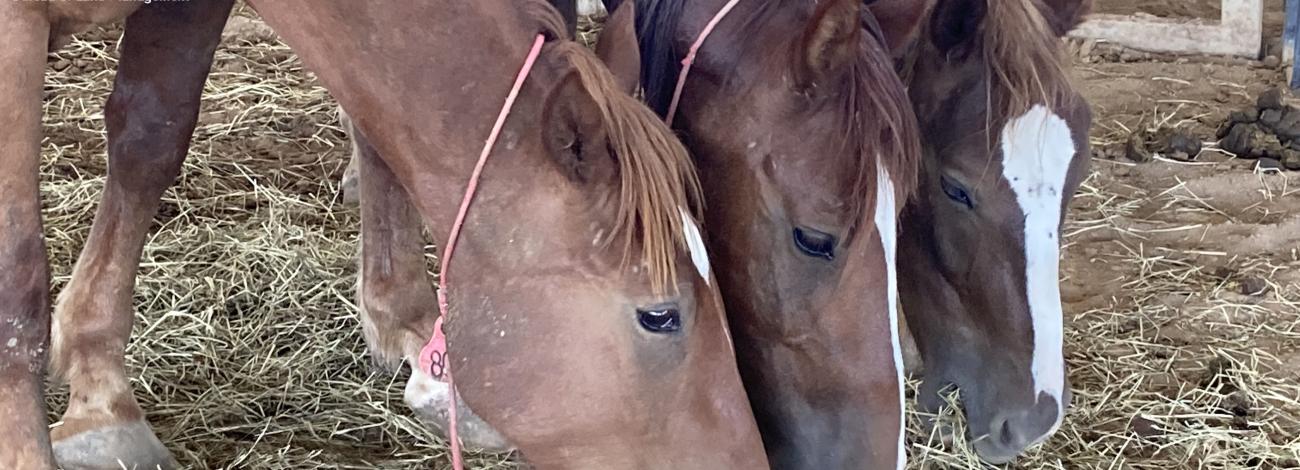Three horses eating hay together in a corral