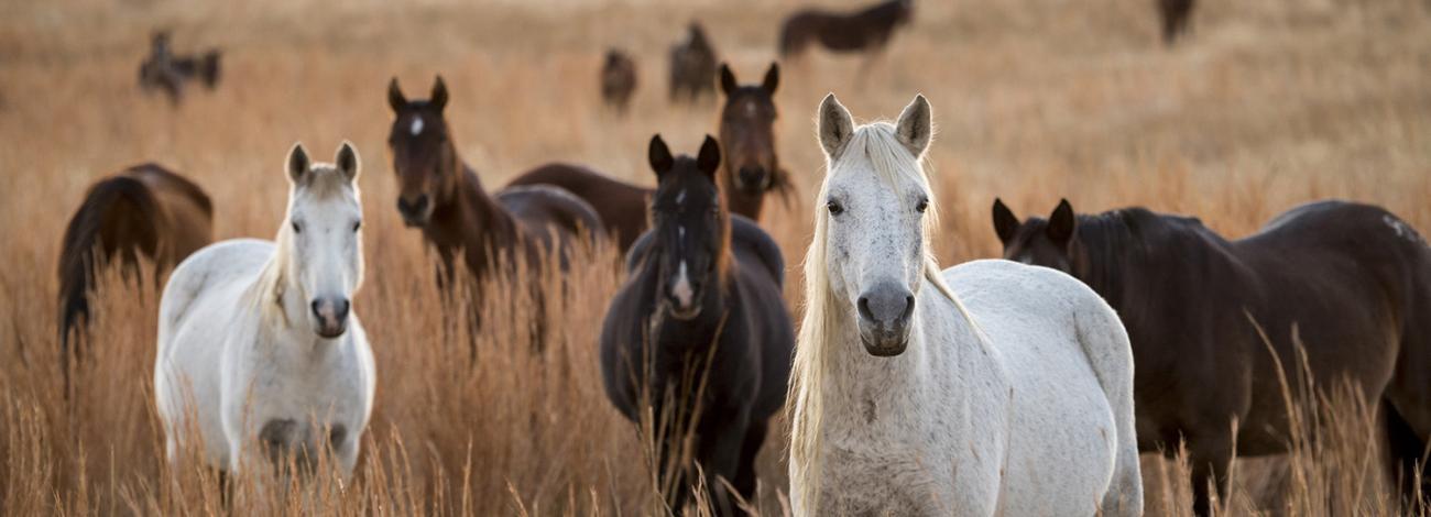 Wild horses grazing in Oklahoma. 