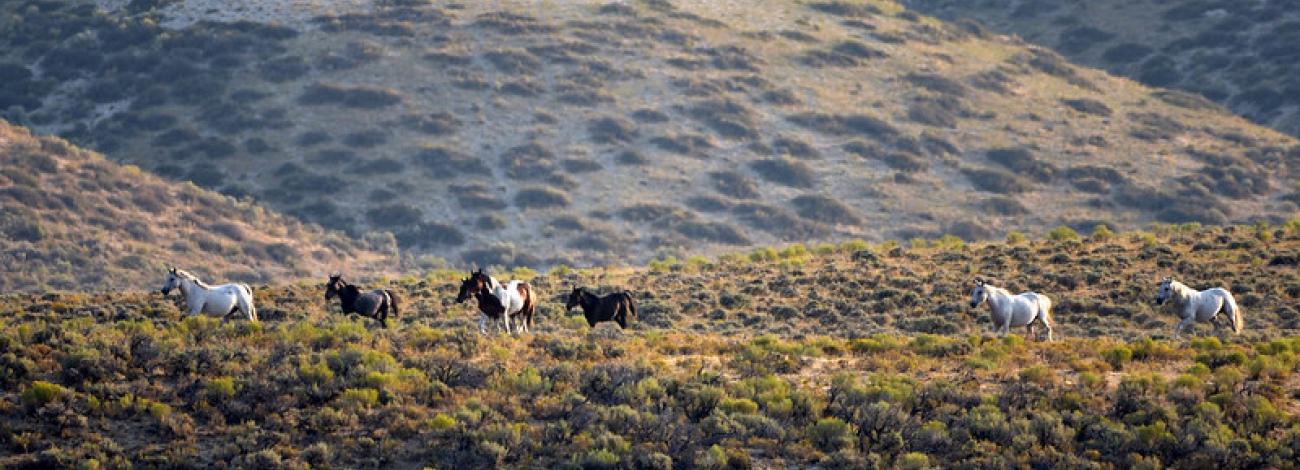 Wild horses roam on public lands in Wyoming during a 2018 gather.