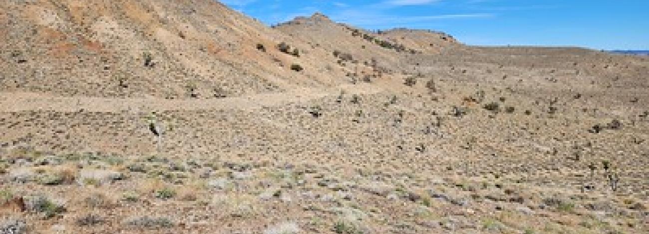 A high desert mountain ridge with Joshua Trees and a blue  sky