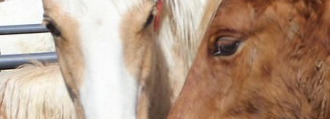 The muzzles of a white and a brown horse