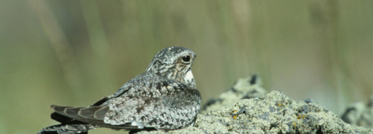 a gray and brown mottled bird with a white throat sits on a rock
