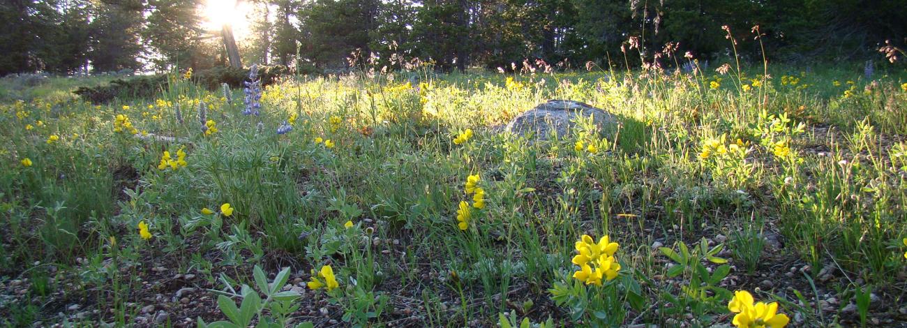 Wildflowers with trees, sunlight in background. 