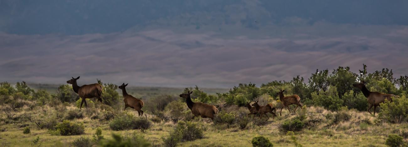 Herd of elk walk in a line