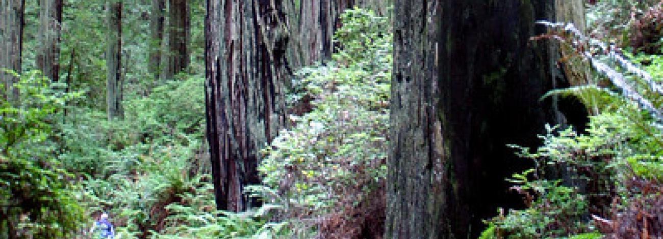 A line of hikers wander through a dense redwood forest.