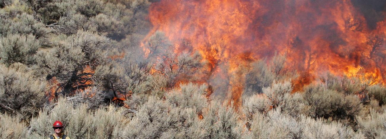 Prescribe fire burning brush in the high desert district