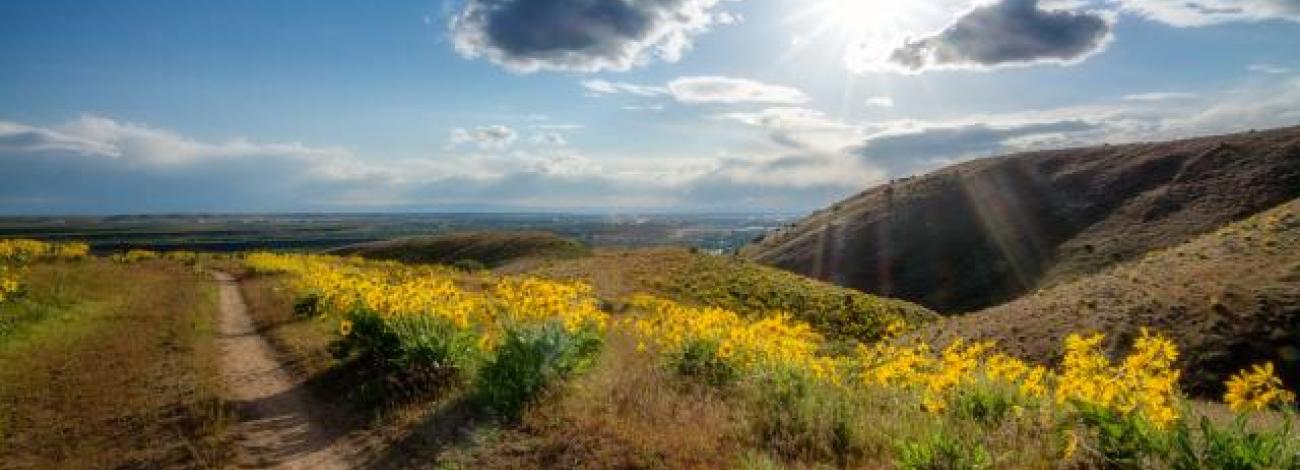Sun shining on the Boise Foothills path